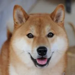 Doggy 