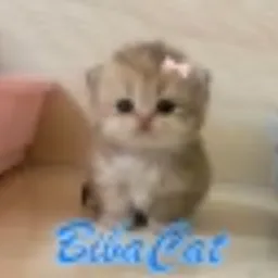 BIBA