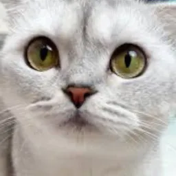 sonyacat