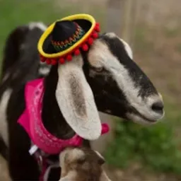 MXGOAT