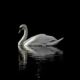 WHITESWAN