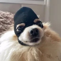 KOBI
