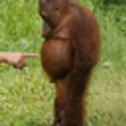 ORNG