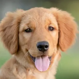 KOSI