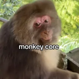 monkey