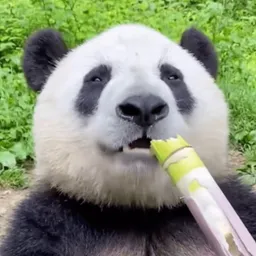 $KUNGFU$ High Panda