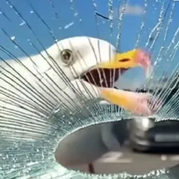 Gull