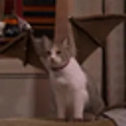 vampkat