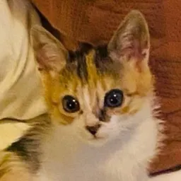 GMMMM