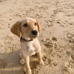 otis