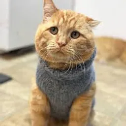 BenBen