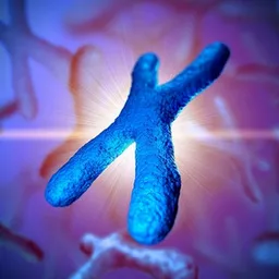 XX
