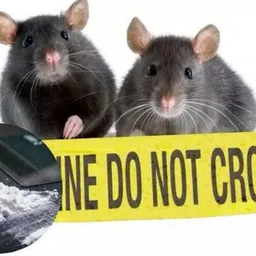 RATS
