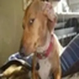 DOGO