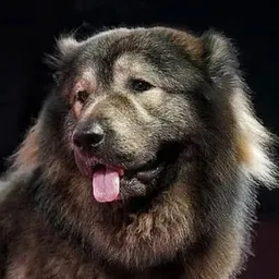 WOLFDOG