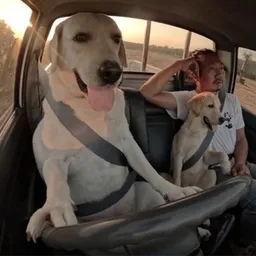 DOGDRIVER