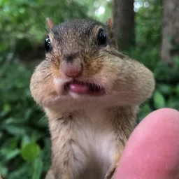 Squishy
