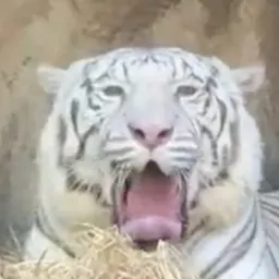 Sira