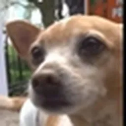 PENNY