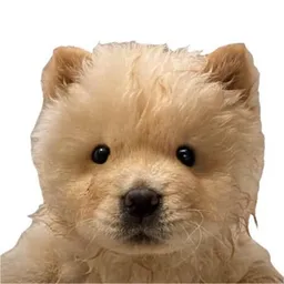 cho