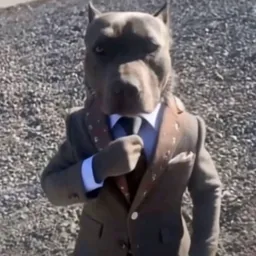 dog