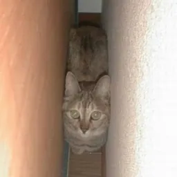 TP