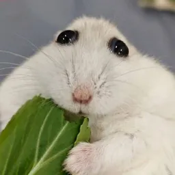 Mumu