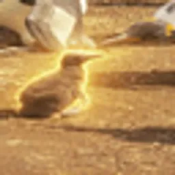 Chick