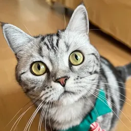 CatTax