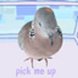 PIGEON