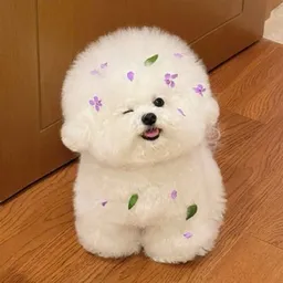 HuaHua