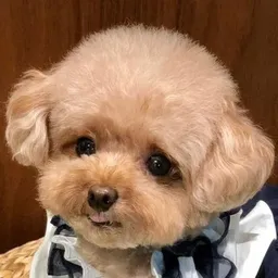 miso