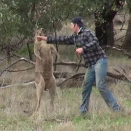 kangaroorevenge