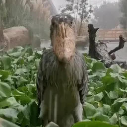 SHBL