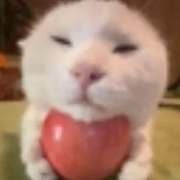 JCAT