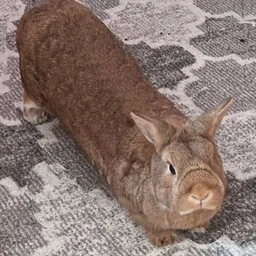 ROCKY