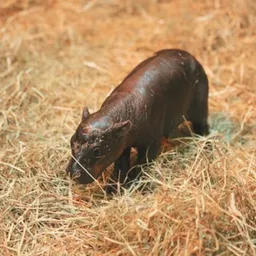 $HAGGIS 