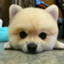 狗