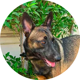 BNBCZDOG