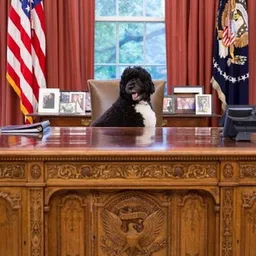 BO