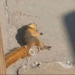 Niggalink