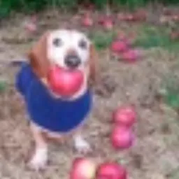 dog with apple in mouth token logo