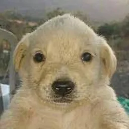 TOBYLOL