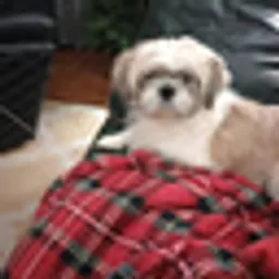 MOJO