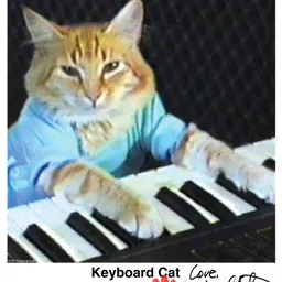 键盘猫