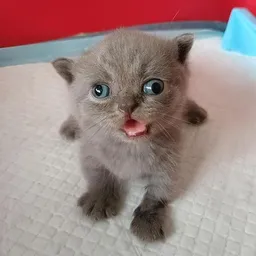 snipy