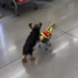 SHOPDOG