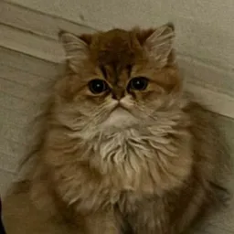 LL