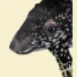 TAPIR
