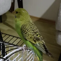 $BIRD